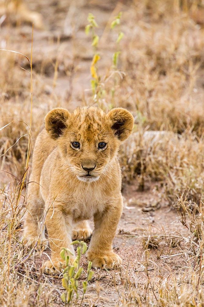 Africa-Tanzania-Serengeti National Park African lion cub close-up  art print by Jaynes Gallery for $57.95 CAD